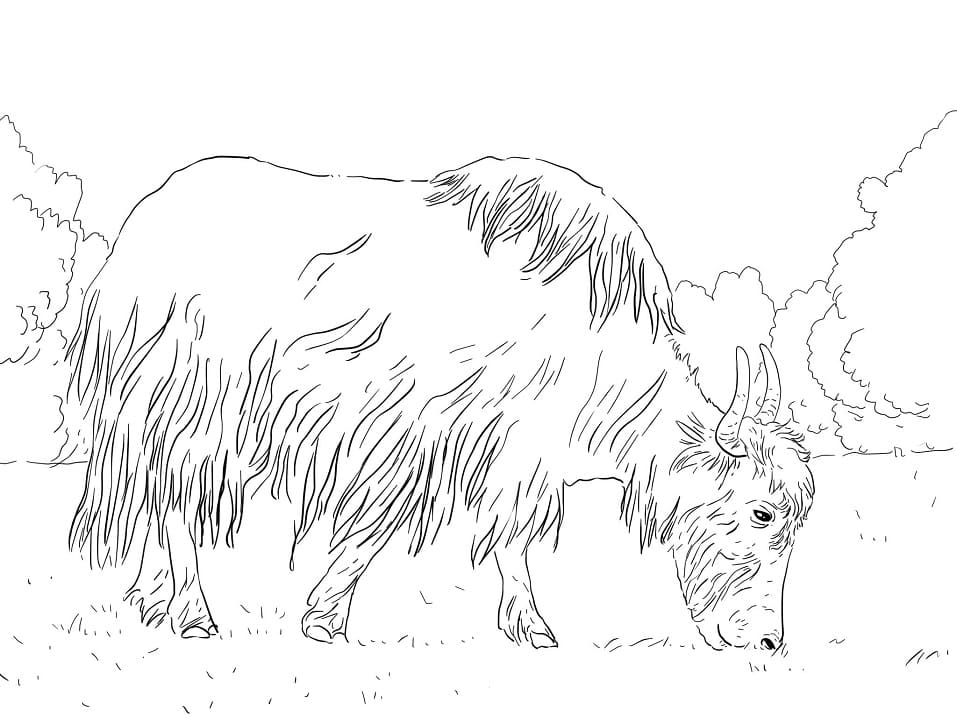 Grazing Yak Coloring Pages - Coloring Cool