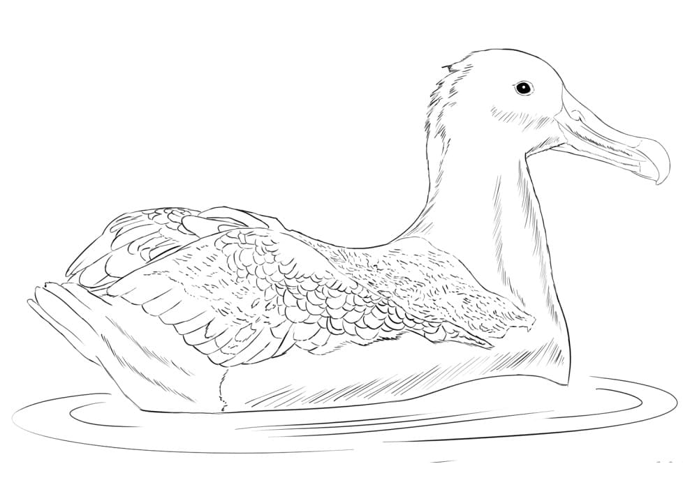 Great Albatross Coloring Pages - Coloring Cool