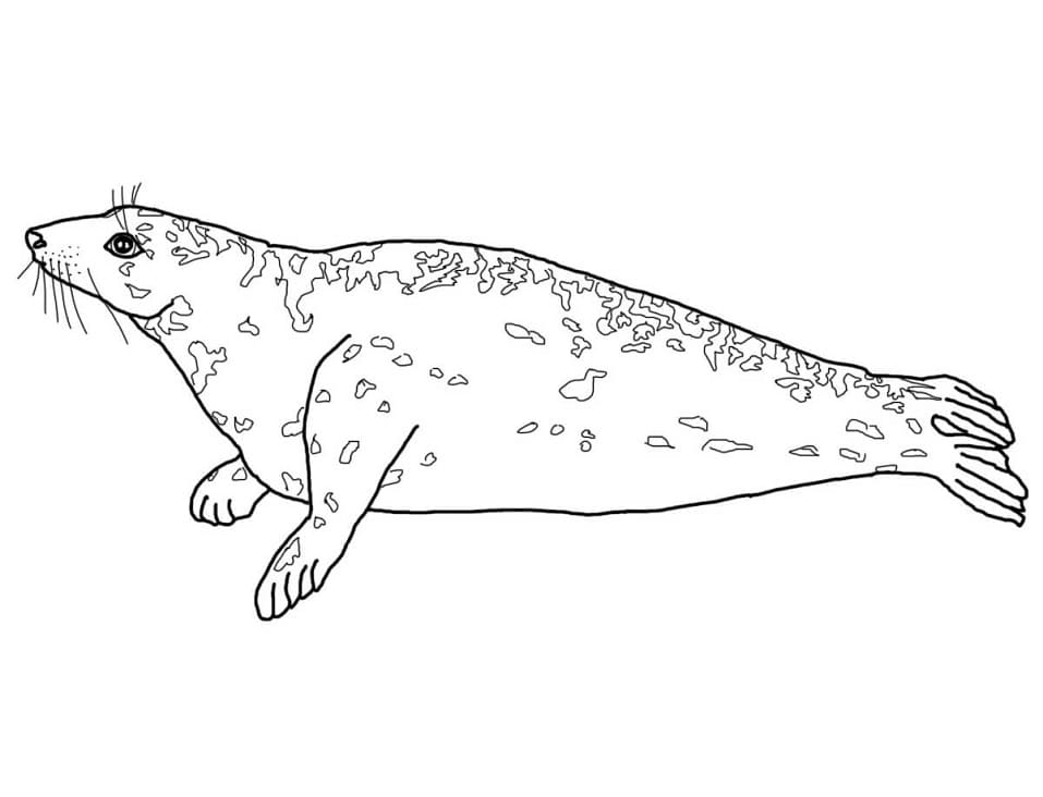 Grey Seal Coloring Pages.