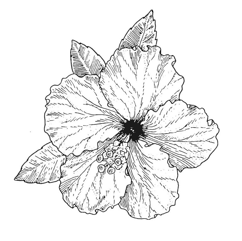 Hibiscus Flower 7 Coloring Pages - Coloring Cool