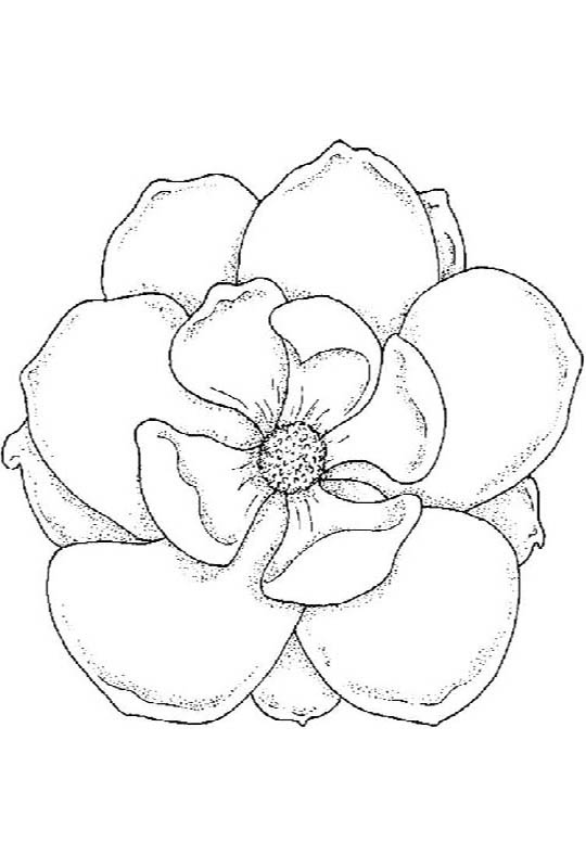 Magnolia Flower Printable Coloring Pages Coloring Cool