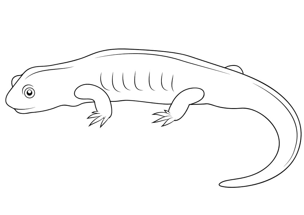 Normal Salamander Coloring Pages Coloring Cool