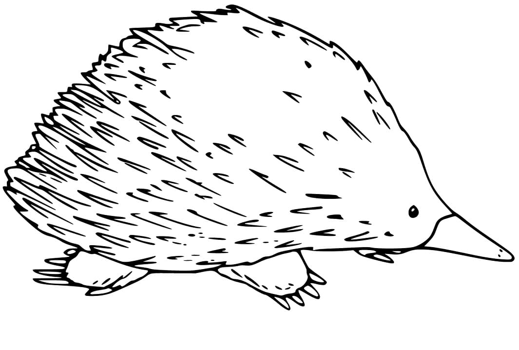 Printable Echidna Coloring Pages - Coloring Cool