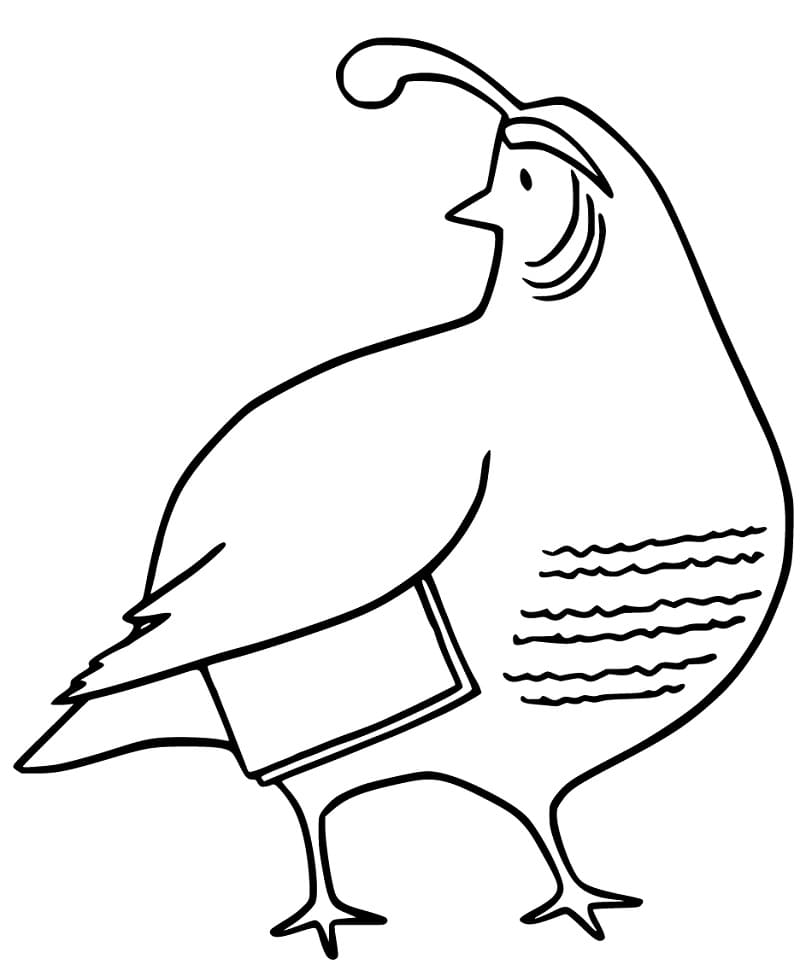 California Quails Coloring Pages - Coloring Cool