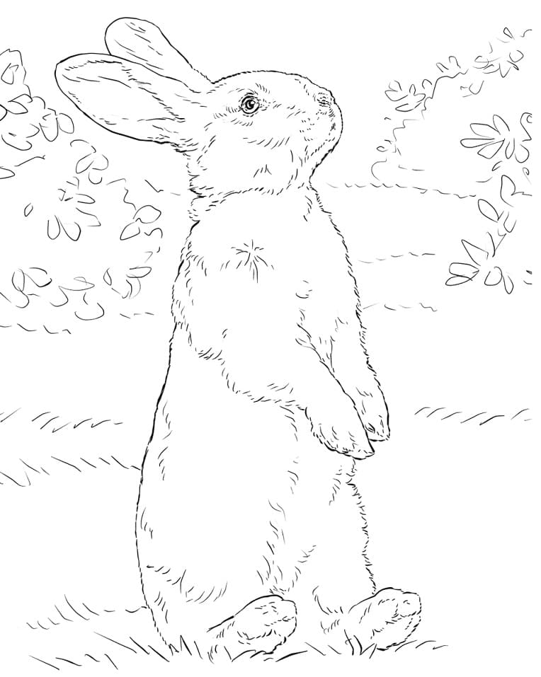Rabbit Standing Coloring Pages - Coloring Cool