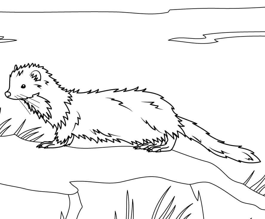 Sea Mink Coloring Pages - Coloring Cool