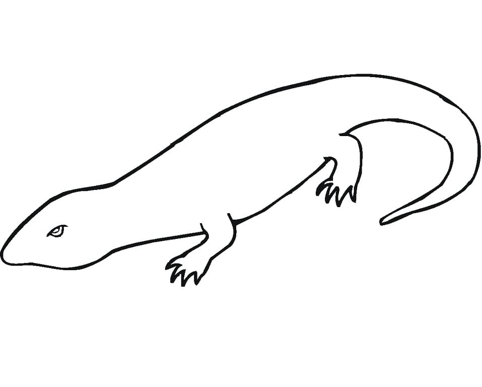 Simple Salamander Coloring Pages - Coloring Cool