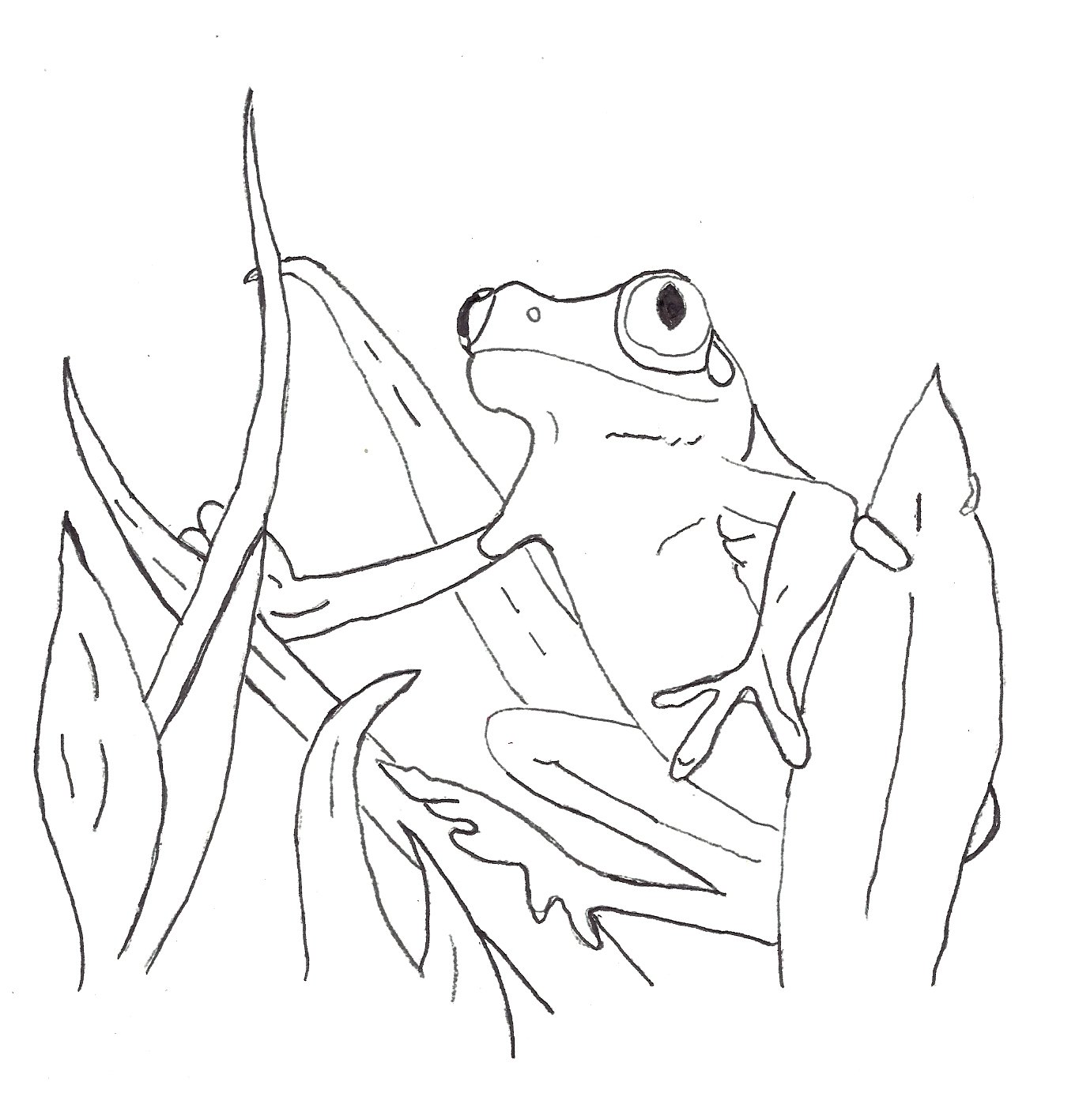 Как нарисовать настоящую лягушку