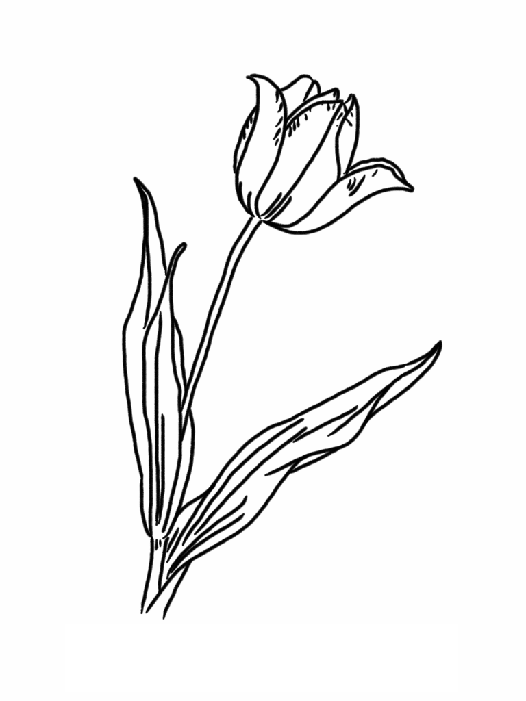 Tulips Images Coloring Pages - Coloring Cool