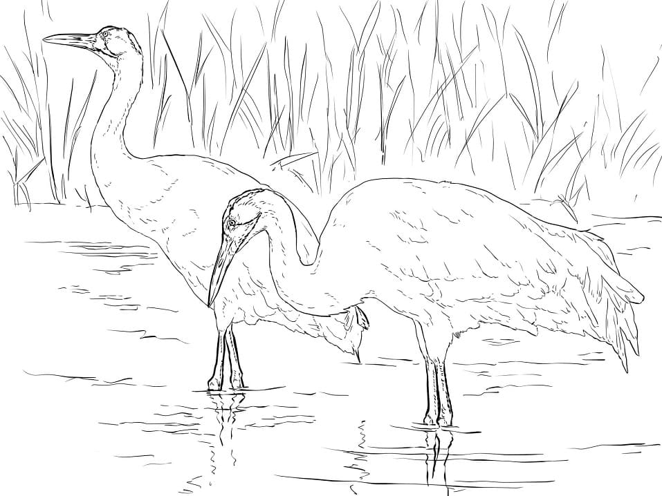 Whooping Cranes Coloring Pages - Coloring Cool
