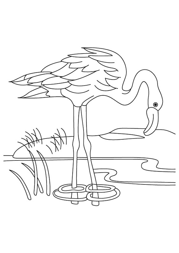 A Flamingo Drinking Water Coloring Page