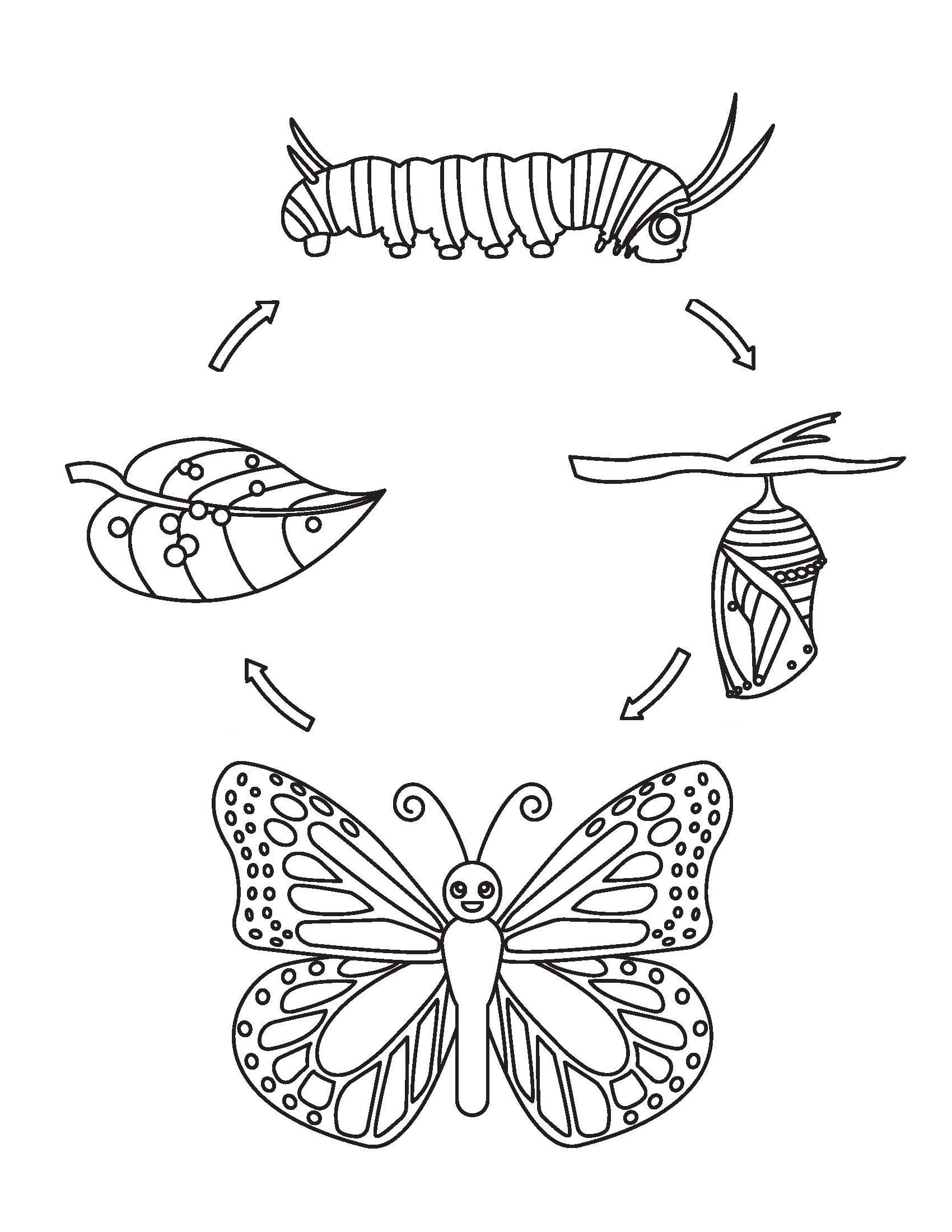 Butterfly’s Life Circle Coloring Page