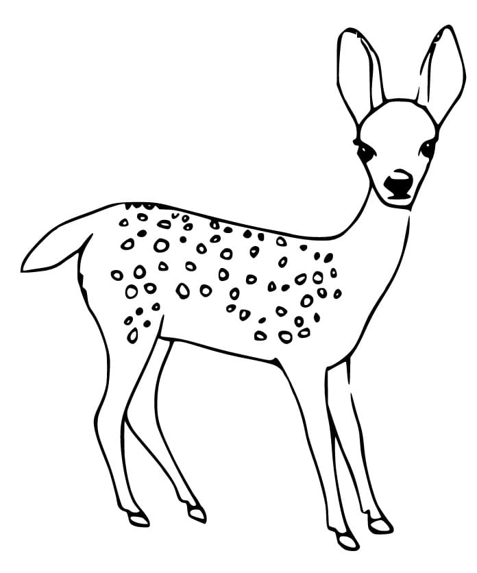 A Baby Deer Coloring Page