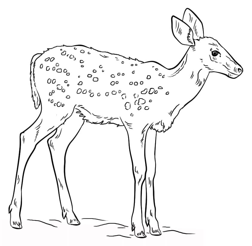A Fawn Coloring Page