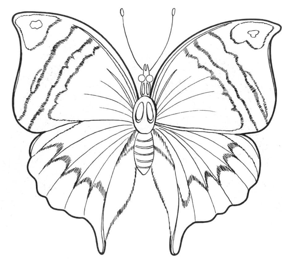 A Normal Butterfly Coloring Page