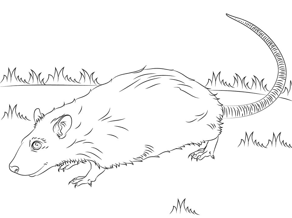 A Rat Coloring Page