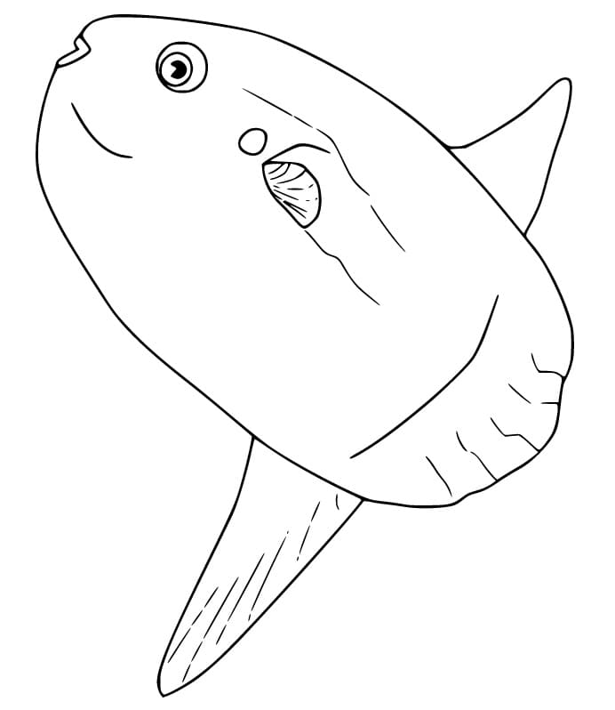 Big Sunfish