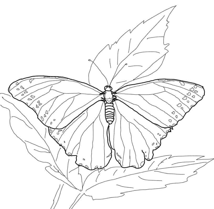 Blue Morpho Butterfly Coloring Page