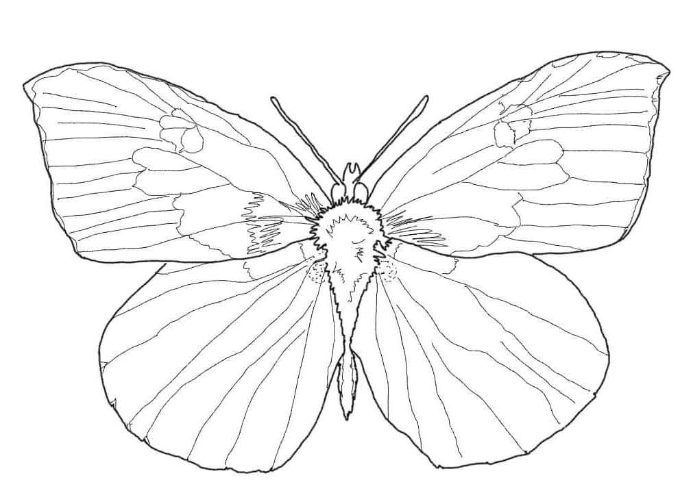 Buckeye Butterfly Coloring Page