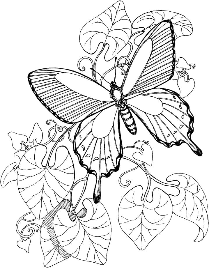 Butterfly in Garden Coloring Page
