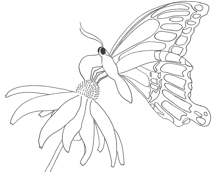 Butterfly on Daisy Coloring Page