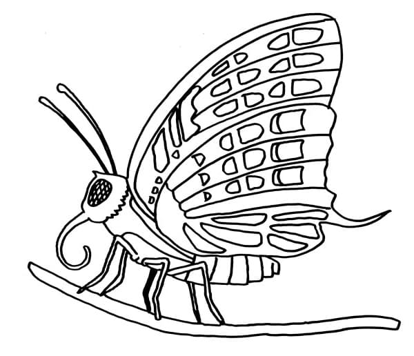 Butterfly on a Branch Coloring Page
