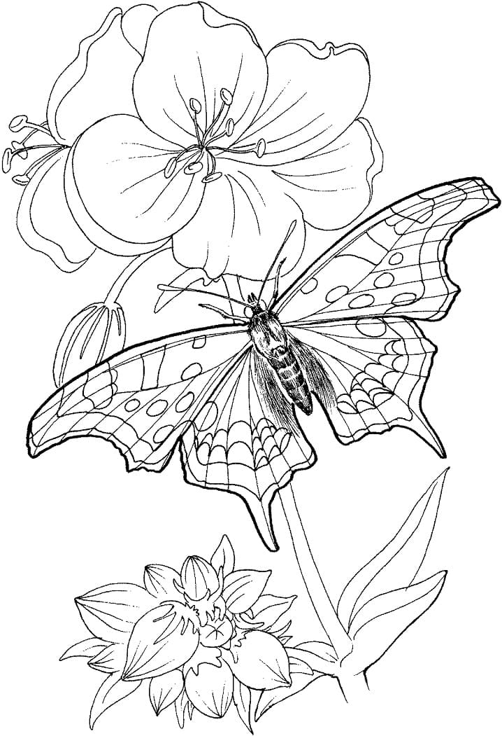 Butterfly on a Flower Coloring Page