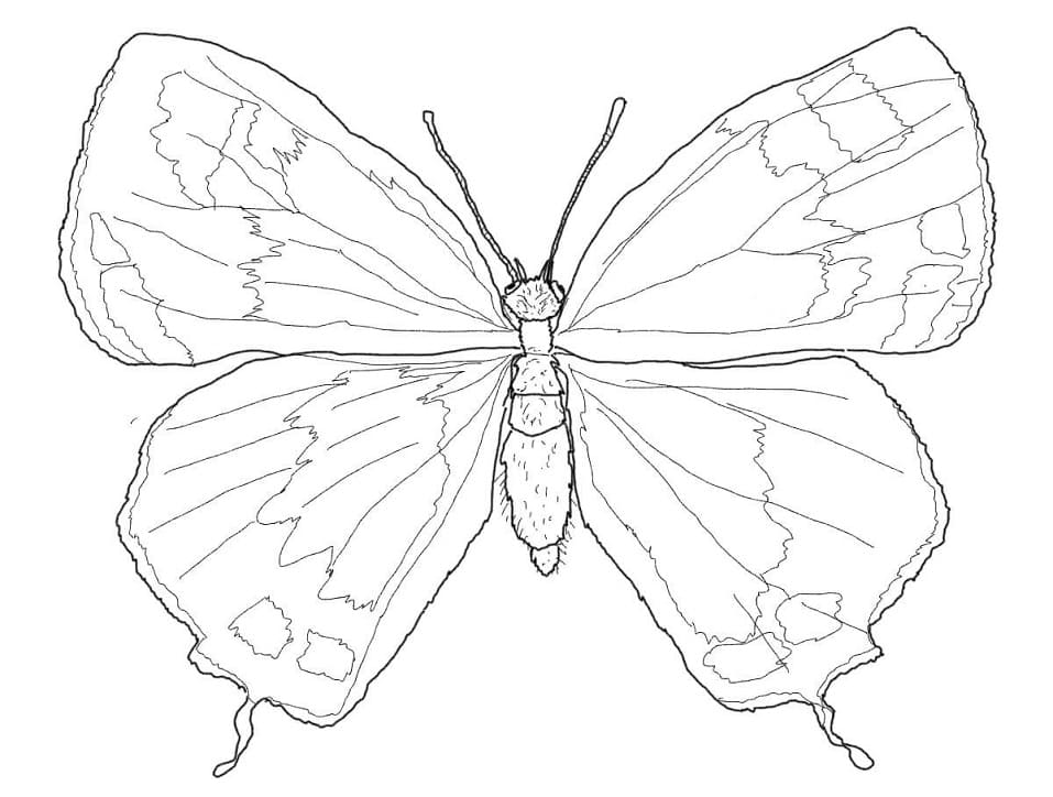 Colorado Hairstreak Butterfly Coloring Page