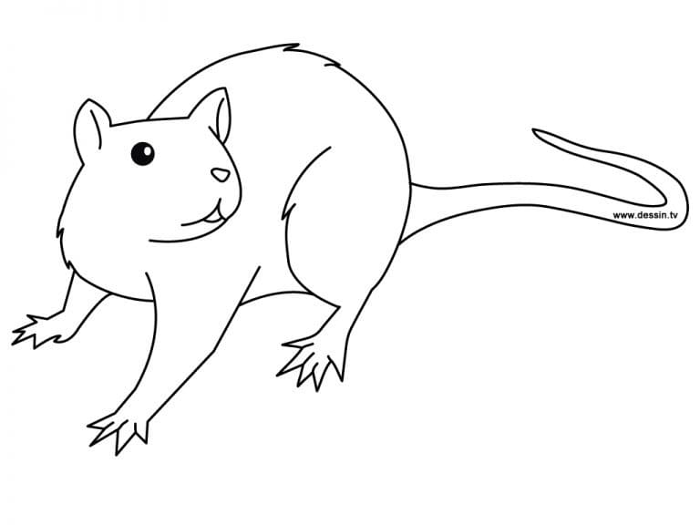 Curious Rat Coloring Page
