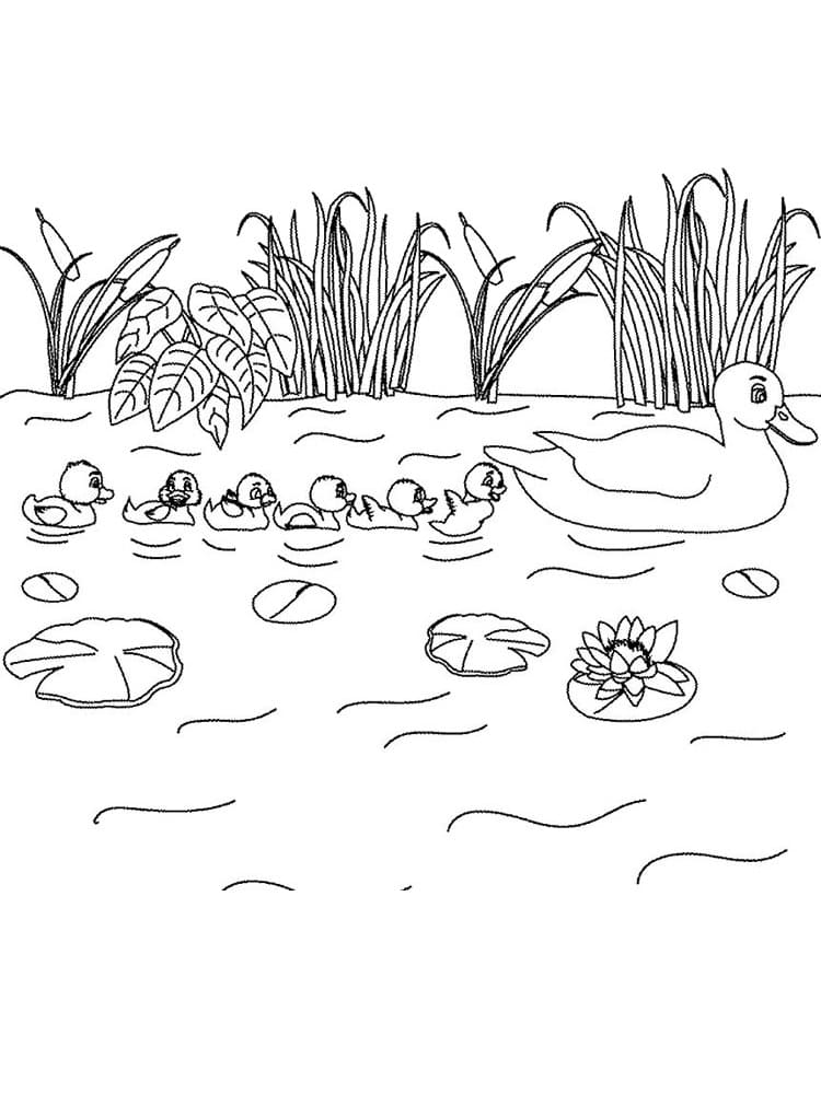 Ducks in the Lake Coloring Page