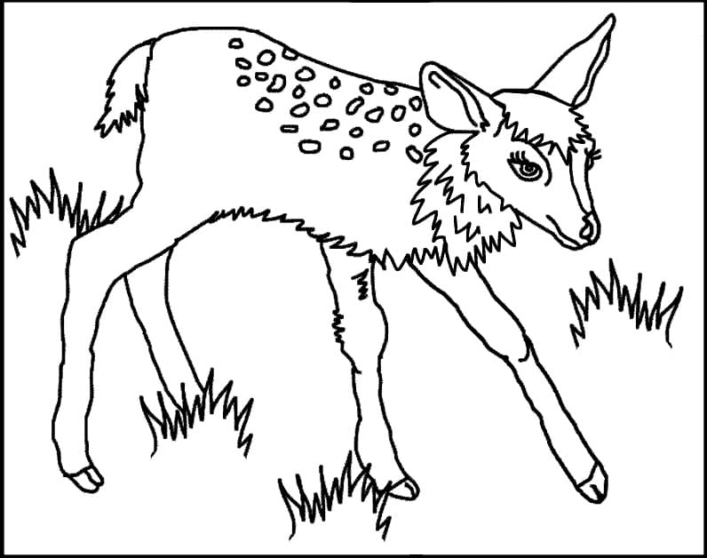 Free Printable Fawn Coloring Page