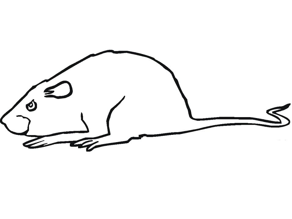 Free Printable Rat Coloring Page
