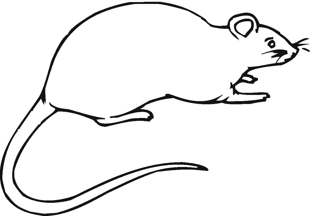 Free Rat Coloring Page