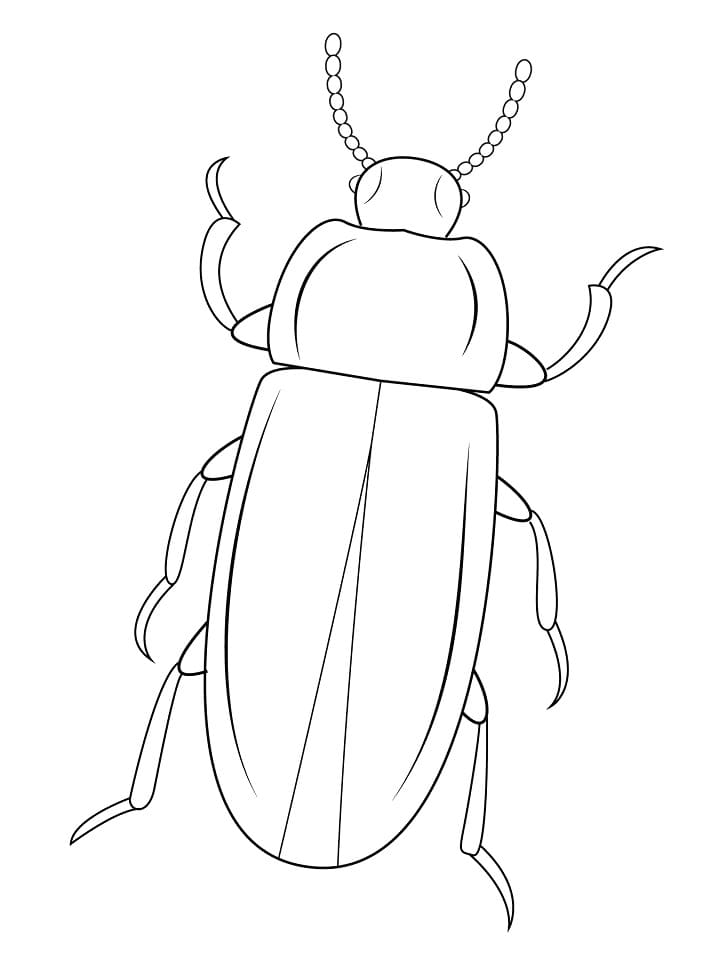 Mealworm Beetle