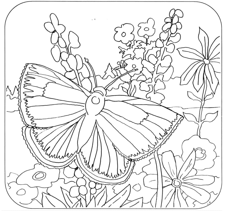 Mission Blue Butterfly Coloring Page