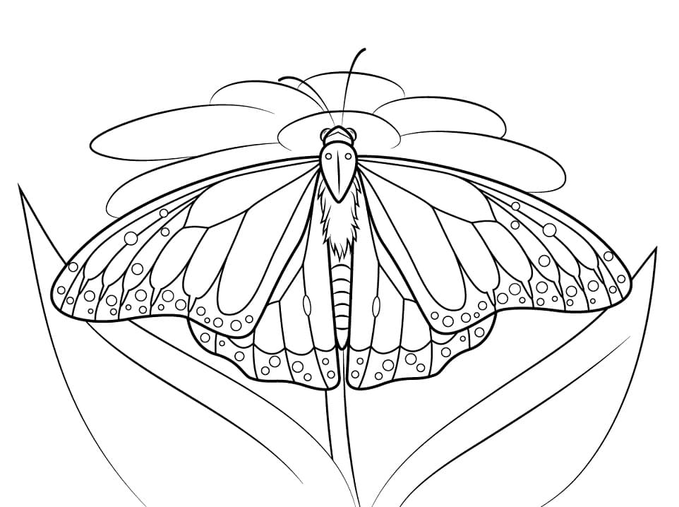 Monarch Butterfly 2 Coloring Page