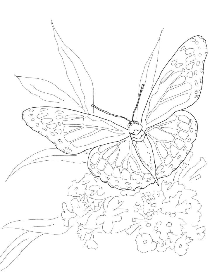 Monarch Butterfly 3 Coloring Page