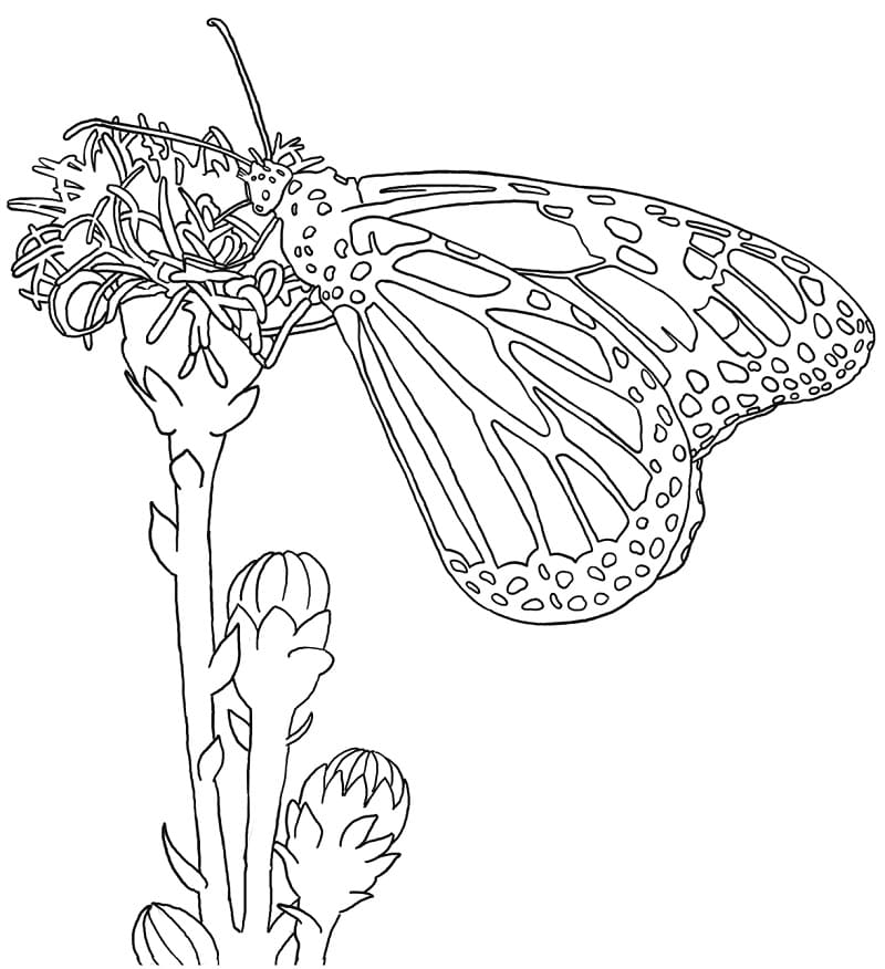 Monarch Butterfly Coloring Page