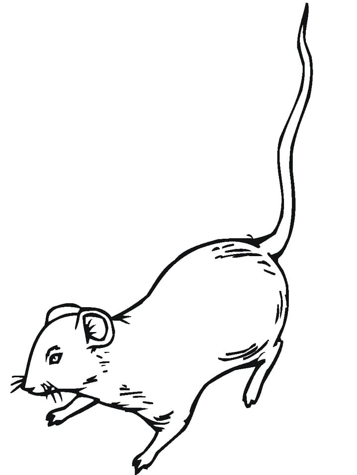 Normal Rat Coloring Page