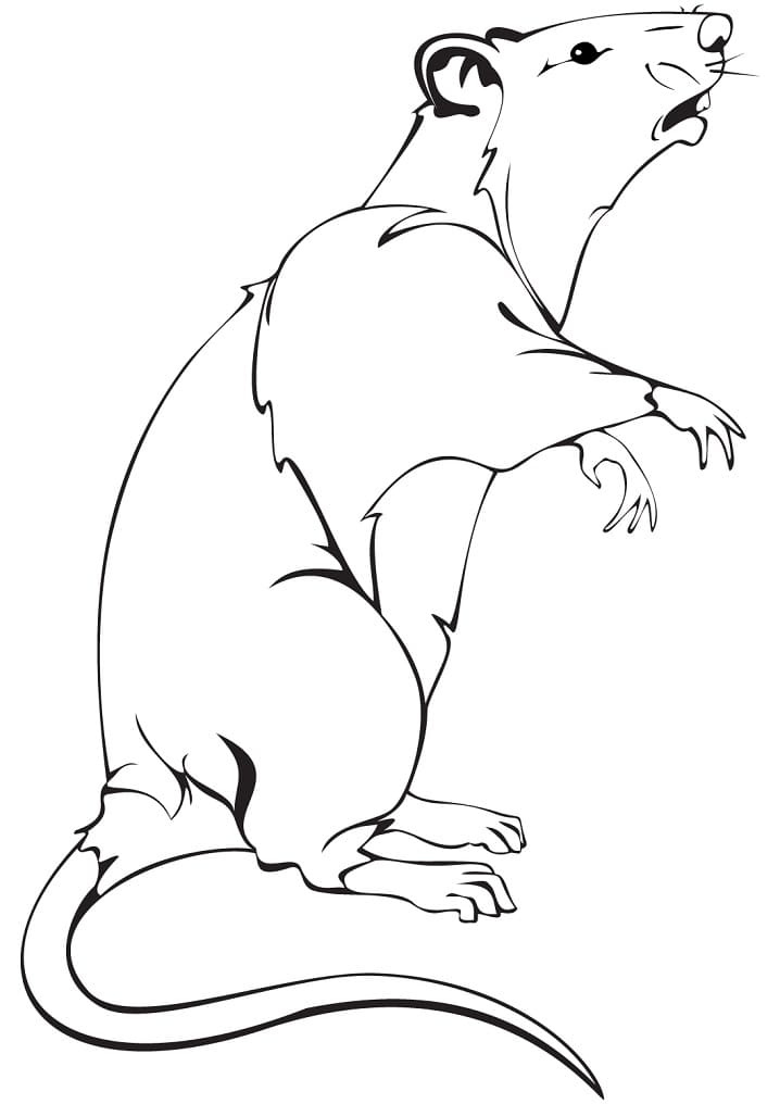 One Rat Coloring Page