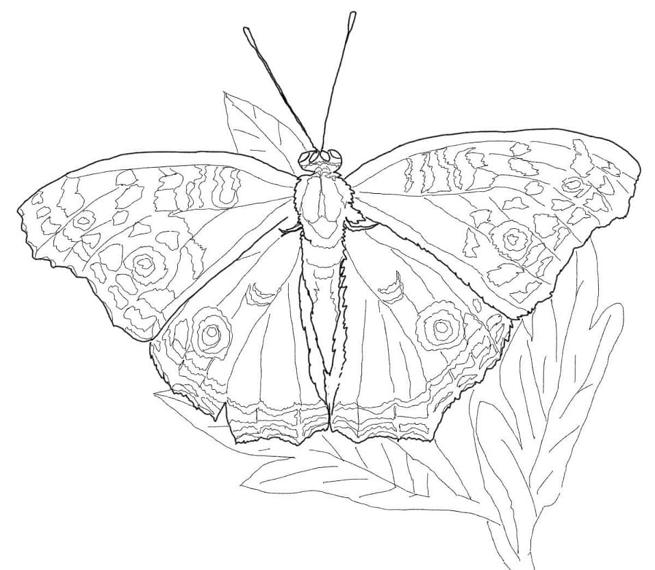 Owl Butterfly Coloring Page