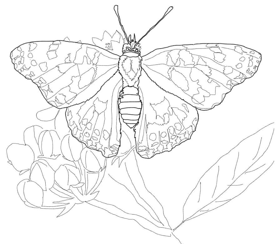 Painted Lady Butterfly 1 Coloring Page