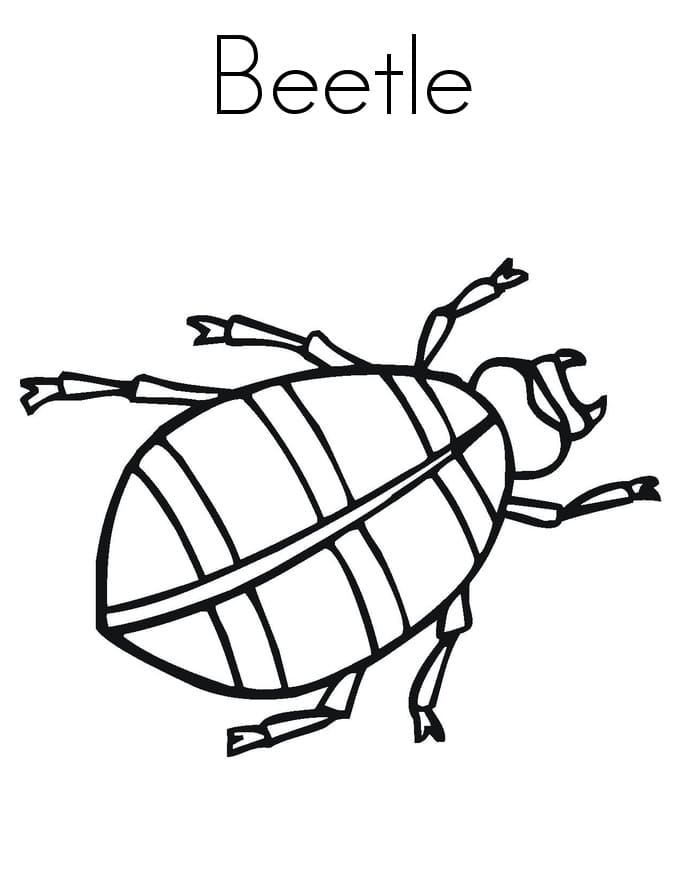 Print Beetle