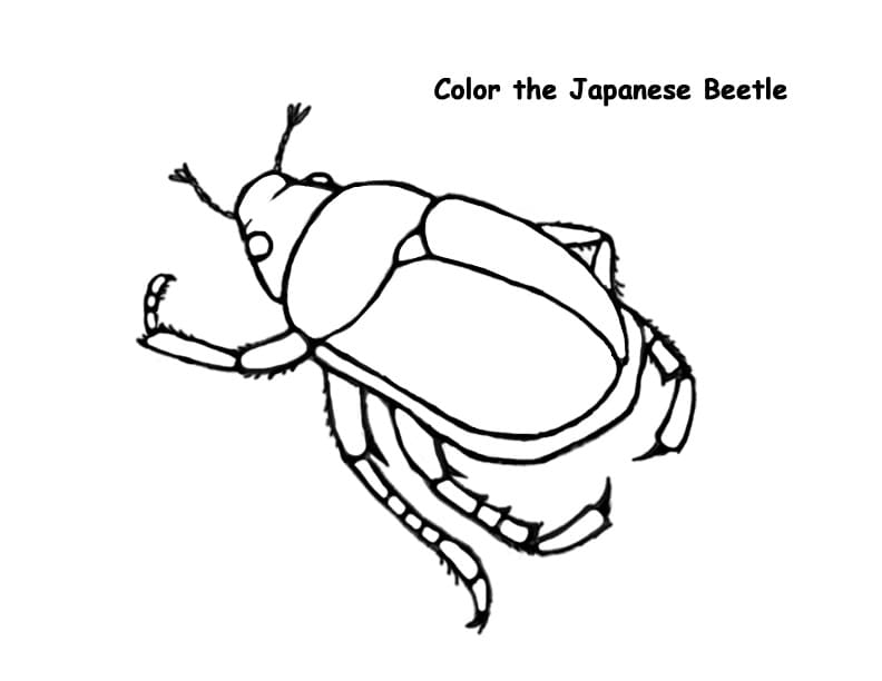 Print Japanese Beetle