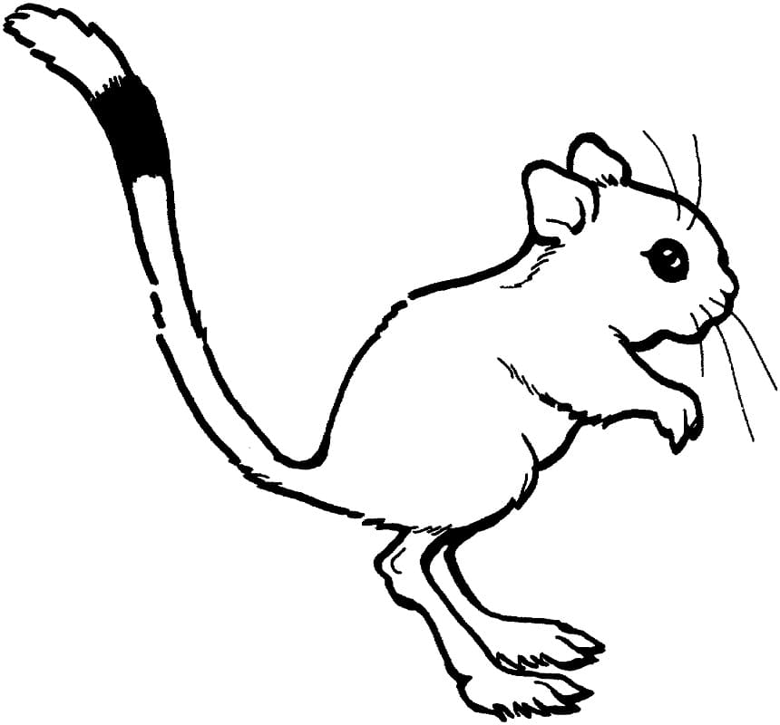 Printable Kangaroo Rat Coloring Page