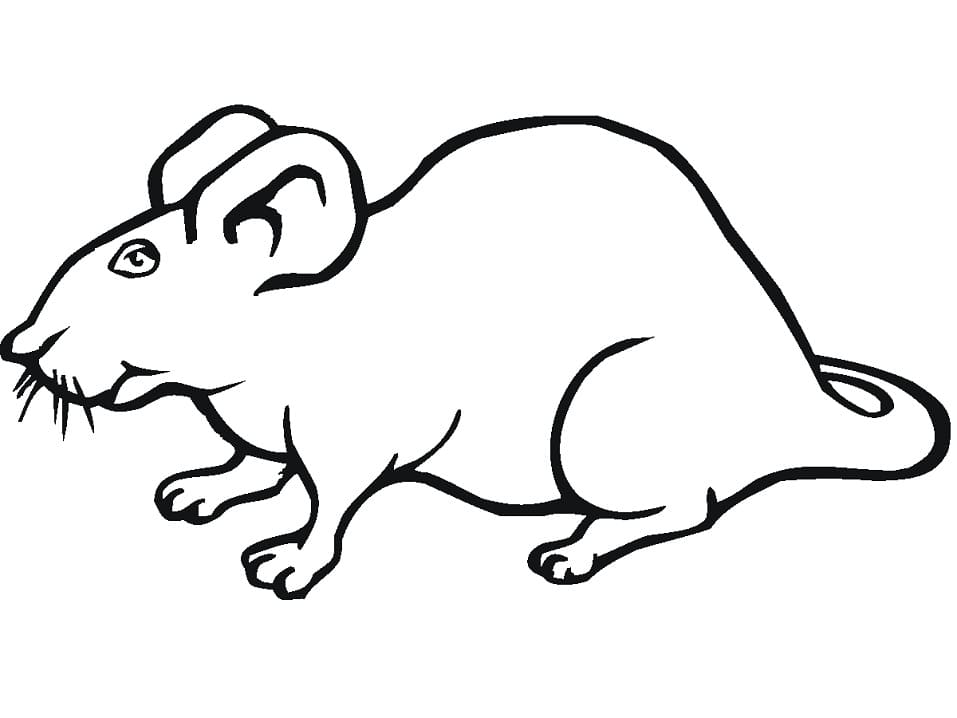 Printable Rat Coloring Page