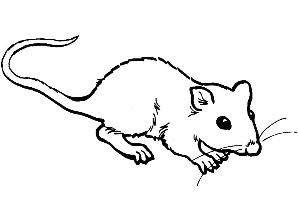 Rat Printable Coloring Page