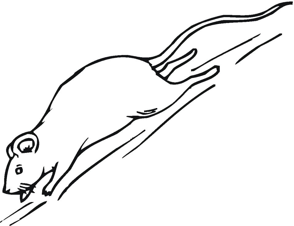 Rat Running Coloring Page