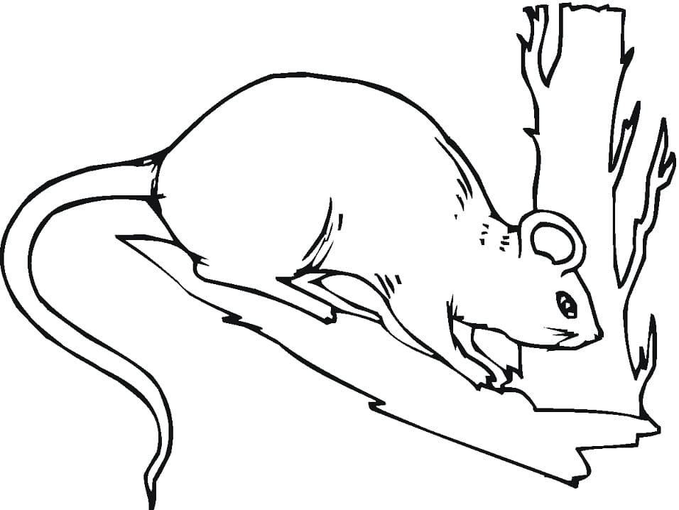 Rat on a Tree Coloring Page