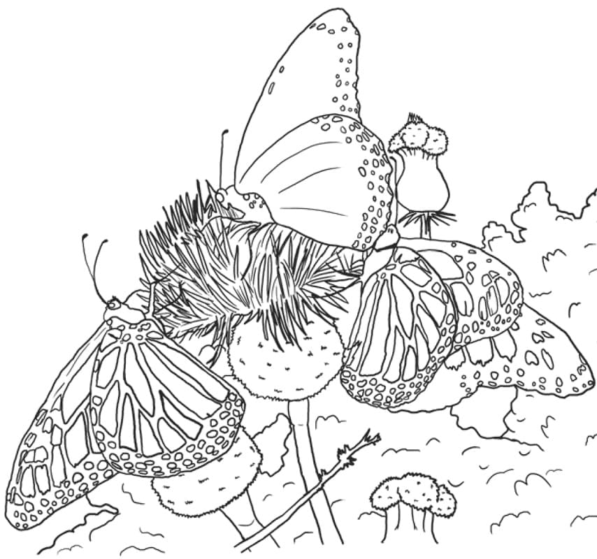 Realistic Butterflies Coloring Page
